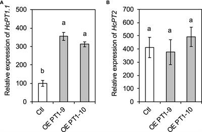 Overexpression of the HcPT1.1 transporter in Hebeloma cylindrosporum alters the phosphorus accumulation of Pinus pinaster and the distribution of HcPT2 in ectomycorrhizae